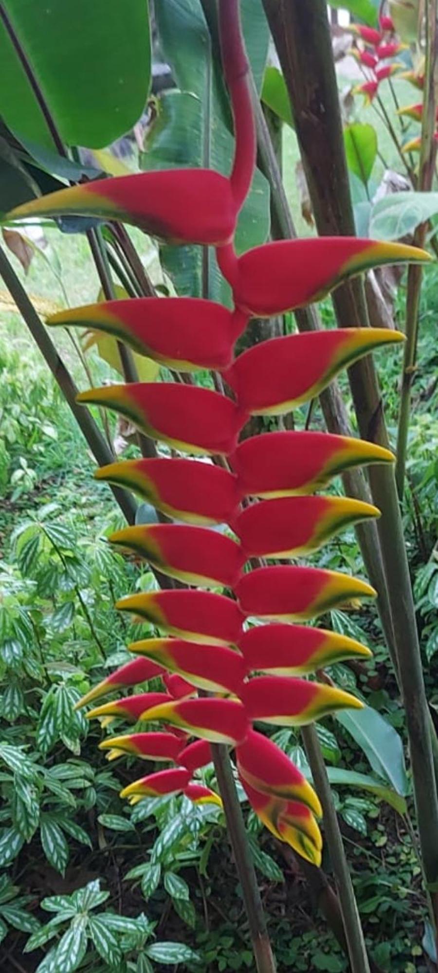 Quintal Da Mata Hotel Sao Sebastiao  Kültér fotó